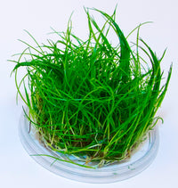 Thumbnail for Mini Dwarf Hair Grass / 'Eleocharis acicularis (minima)' Tissue Culture Cup