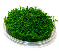 Thumbnail for Dwarf Baby Tears / 'Hemianthus callitrichoides 'Cuba'' Tissue Culture Cup