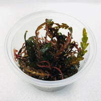 Thumbnail for Hygrophila 'Pinnatifida' Tissue Culture Cup