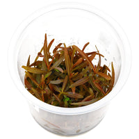 Thumbnail for Hygrophila Lancea 'Araguaia' Tissue Culture Cup