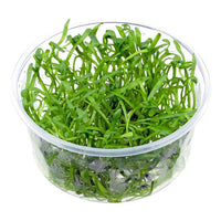 Thumbnail for Micro Sword / 'Lilaeopsis brasiliensis' Tissue Culture Cup