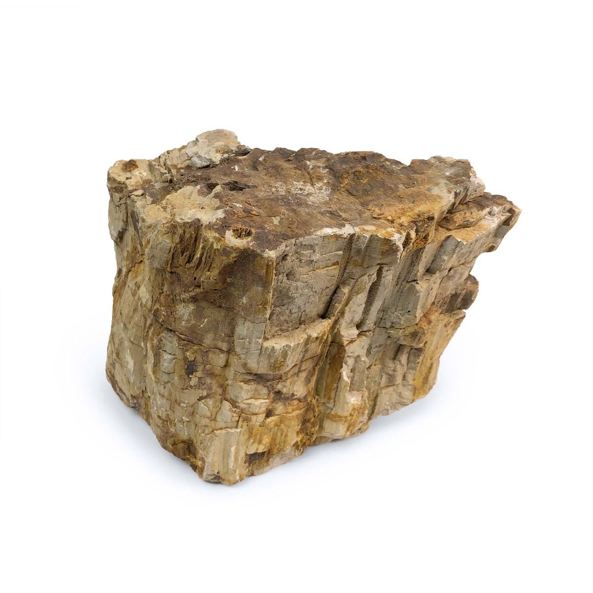Petrified Wood Stone