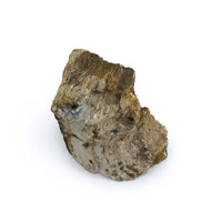 Thumbnail for Petrified Wood Stone